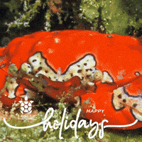 GIF by Roatan Marine Park