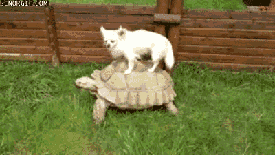 chihuahua GIF by Cheezburger