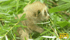 Baby Loris GIF by Brookfield Zoo