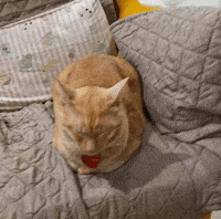 Cat Loafing GIF