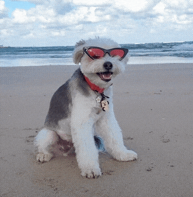 Thank You Dog with pink sunglasses on beach for Ventura Highway giveaway thank you page