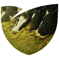Ag Silagem Sticker by Agro Bayer