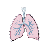 revmed smoking air breathing anatomy Sticker