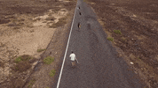 Happy Travel GIF by https://www.sharryup.com/