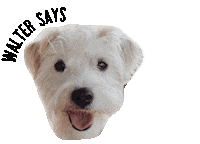 Drink Water Dog Sticker by The Daily Page