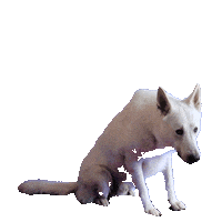 Dex Avg Sticker by Veritas Advies