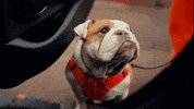 Dog What GIF by MINI México