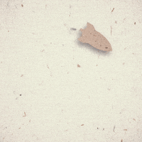 type GIF by guillellano