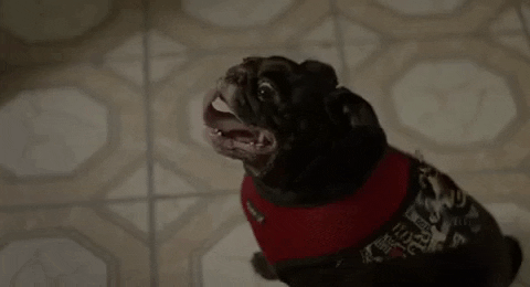 how to tell you're a douchebag pug GIF by BET