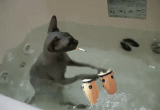 party cat smoking GIF