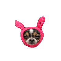 chihuahua STICKER by imoji