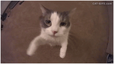 franfalsoni giphyupload GIF