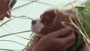 Dog Pups GIF by Nat Geo Wild