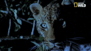 soul of the cat GIF by Nat Geo Wild 