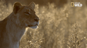 soul of the cat GIF by Nat Geo Wild 