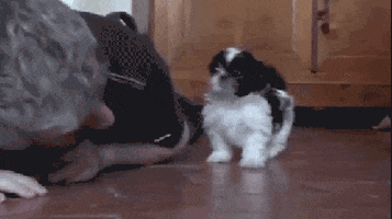 puppy hello GIF