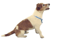 dog puppy Sticker