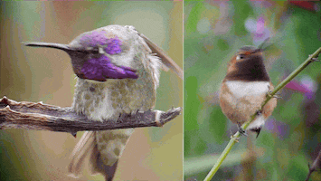 Fly Tick GIF by PBS Digital Studios