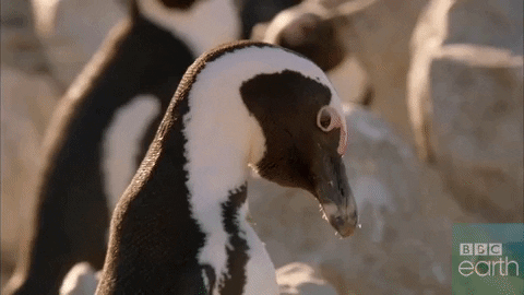 couple love GIF by BBC Earth