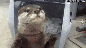 crime otters GIF by Cheezburger