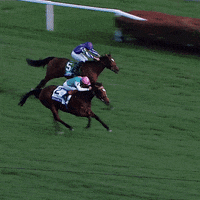 Enable Horse GIF by World Horse Racing