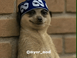 Meerkat Funny Animal GIF