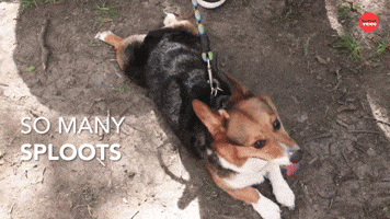 Sploots