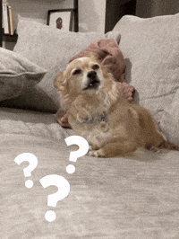 BarkyAndFriends wtf wth funny dog dafuq GIF