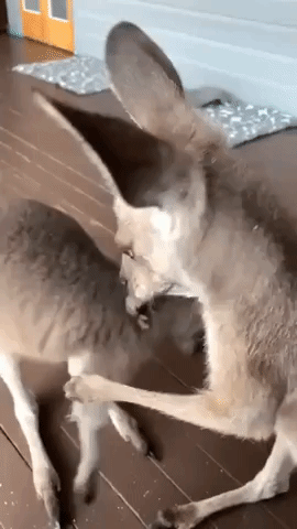 Macropod Massage: Queensland Kangaroo Gives Little Sister a Scratch