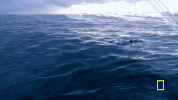 natgeochannel wicked tuna GIF