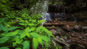 west virginia GIF