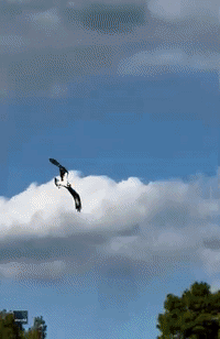Osprey Swoops Down to Nab Fish From Water 