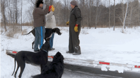 high five dr pol GIF by Nat Geo Wild 