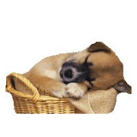 sleepy wake up STICKER by imoji