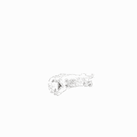 Baby Panda GIF