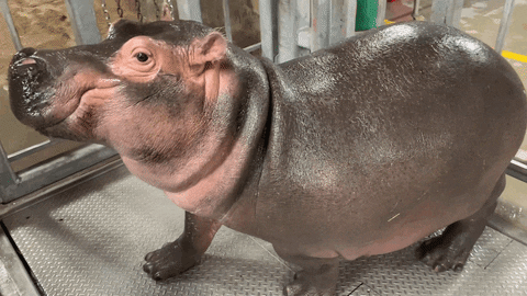 Hippo Fiona GIF by Cincinnati Zoo