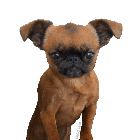 Brussels Griffon Yes Sticker by MISO PUP
