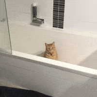 Cat GIF