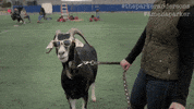 ameliaparkerseries goat 101 byutv marblemedia GIF