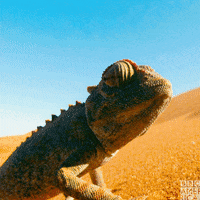 enchanted kingdom earth GIF by BBC America