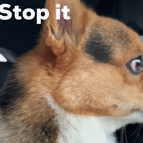 Corgi Stop It GIF