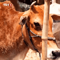 Sad Look GIF by TRT