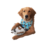 Avatar The Last Airbender Fire Prince Sticker by Geekster Pets