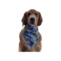 Golden Retriever Disney Sticker by Geekster Pets