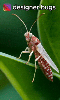 designerbugs designerbugs GIF