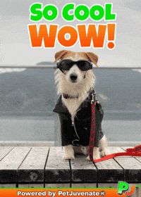 Henlo Hooman Fren GIF by PetJuvenate - PJ