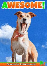 Henlo Hooman Fren GIF by PetJuvenate - PJ