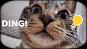 Cat GIF