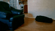 star wars dog GIF