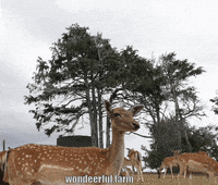 Wildlife Deer GIF by Wondeerful farm